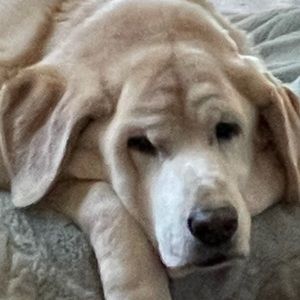 Meet your Posher, Ann